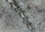 Archimedes Screw Bryozoan Fossil - Missouri #68679-3